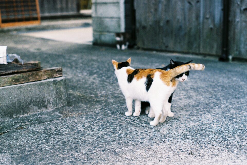 大崎下島の猫たち