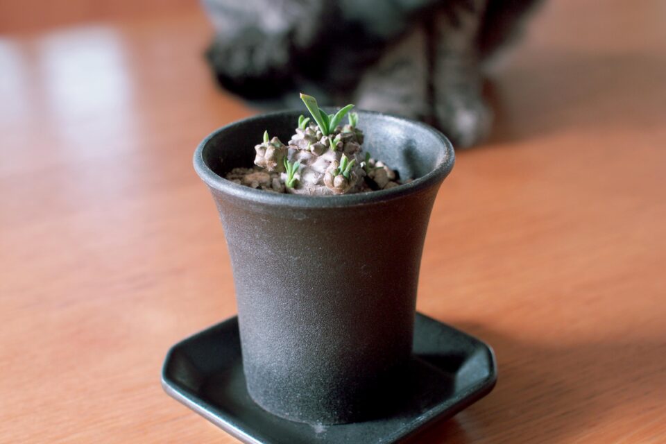 ミニ蘭鉢に植えた峨眉山