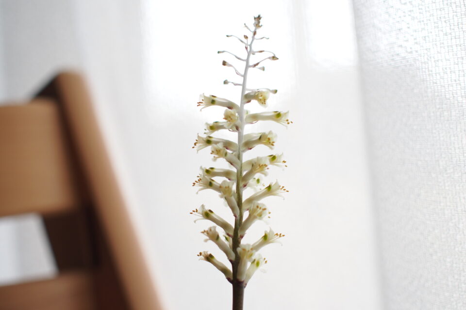 ラケナリア　トリコフィラの花