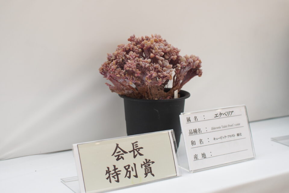 【福岡市】九州サボテンクラブさん主催の「サボテン・多肉植物展」に行ってきました！
