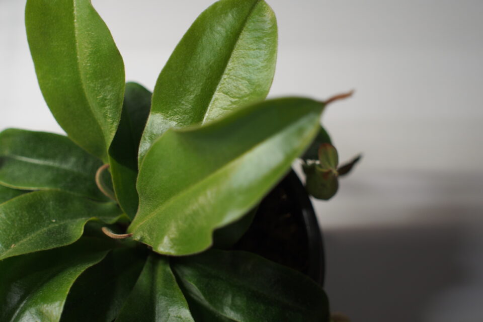 食虫植物ネペンテス　フーケリアナの新しい葉